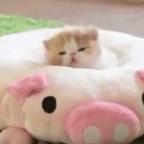。。。头像