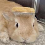 噜啦啦头像