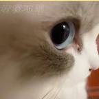 弥陵头像