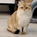 喜欢猫头像