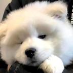 无脑鱼鱼头像