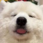 一口花生酱头像