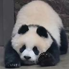 天龙军的李锋头像