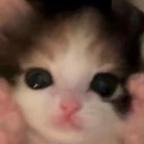 呱呱大王头像