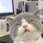 账号是猫在用^^头像