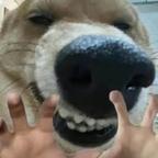 我爱红果头像