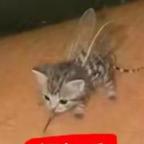 懒猫头像