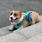 辣条头像