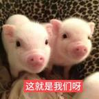 好剧宣传官头像