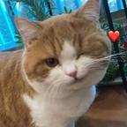 风过蝉鸣头像
