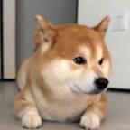 淇侯·头像