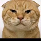 猫哥头像