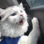 让来福🐱不要掉毛头像