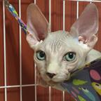 懒猫司芬克斯头像