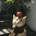放开我的拼好饭头像