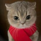 红色滴老猫头像