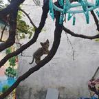 墨粉的猫头像