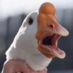 🐷头像
