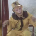 秃秃兔兔突突突头像