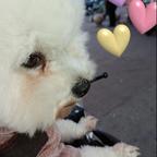 小呆头像