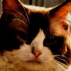 甜蜜相伴的霍侯头像