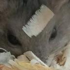 傘头像