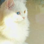 🐱喵喵🐱喵喵头像