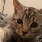 小猫面包侠头像