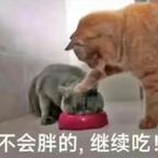 这项话吗头像