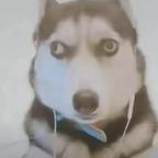 AAA.狗哥滴滴代骂头像