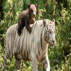神秘来信的新娘谭冰头像