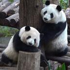 🐼🌸🌸头像