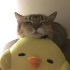 @幻想症猫.头像