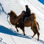 骑着骆驼上雪山头像