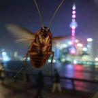 尼古拉斯_翠花头像