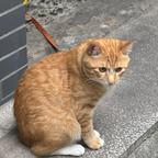 方舟头像