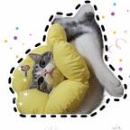 家有猫大爷🐱头像