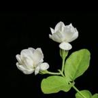 北方茉莉头像