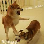 我是土狗我爱看头像