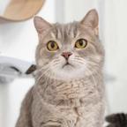 猫猫哇头像