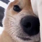 一只张牙舞爪的猪头像