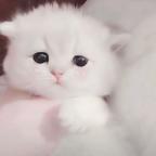 ，，，，，，头像