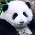 疏离冷淡的修修头像