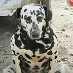 谁欺负你找二舅点子多头像