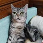 家有小起招财猫头像