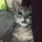 筱旭🐾头像