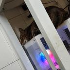 🐭猫3头像