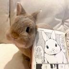 塞壬夫人头像