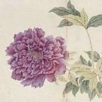 无敌道蝶头像