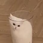 特猫柔头像